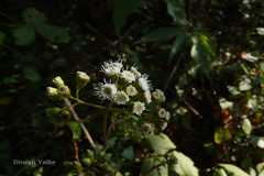 Ageratina adenophora